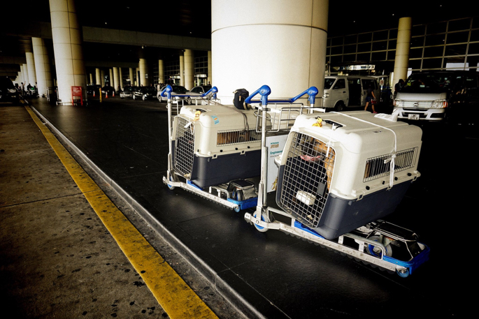 KLM animal hotel pre-check of EU health certificates