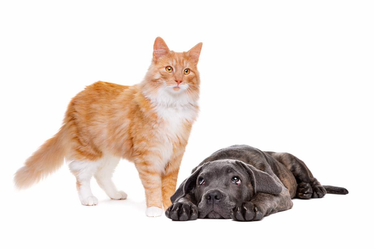 Red cat dogs. Собака смотрит вверх.