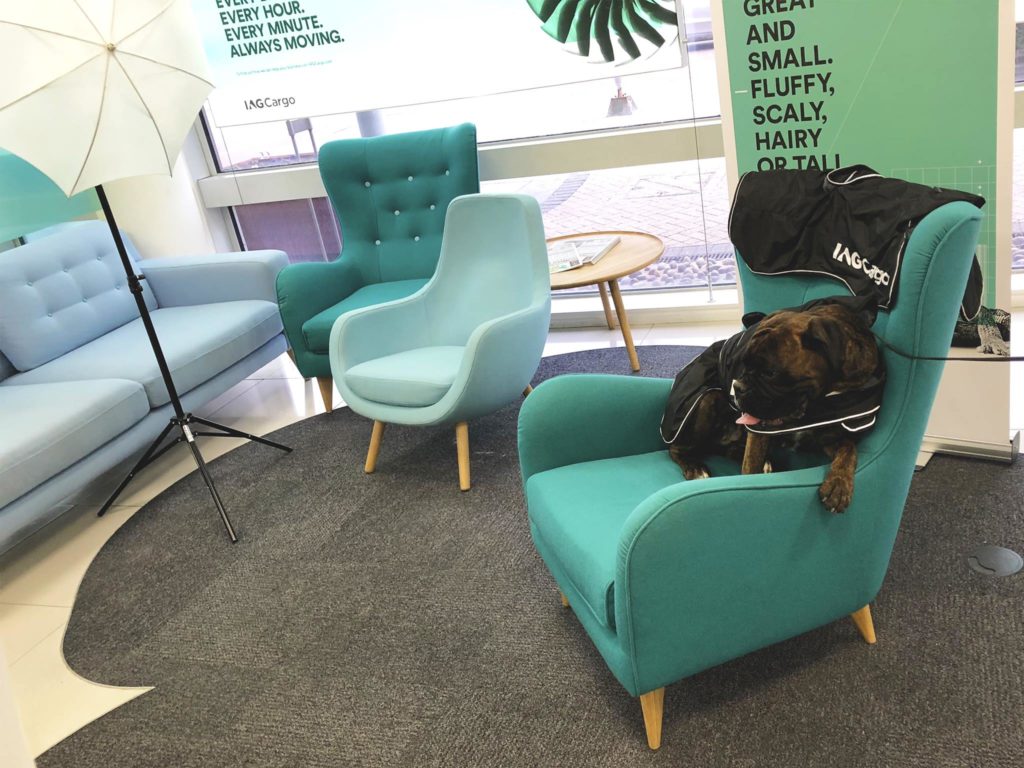 Cargo Talk: No new dog bookings by IAG Cargo Network