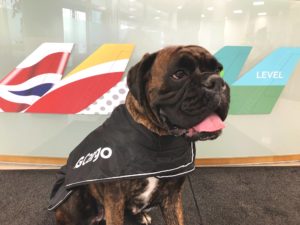 Cargo Talk: No new dog bookings by IAG Cargo Network -